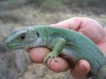 Moroccan Eyed Lizard (<i>Timon tangitanus</i>) Adult female showing winter colours.